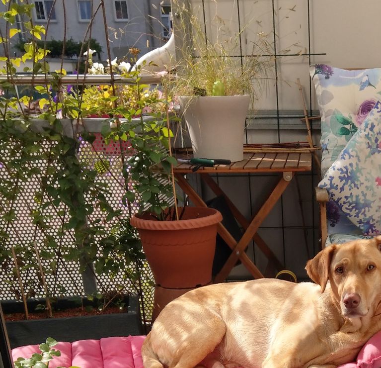 Sandro
Wenn Hunde nicht in den Himmel kommen, möchte ich dorthin gehen, wo sie hingehen